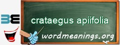 WordMeaning blackboard for crataegus apiifolia